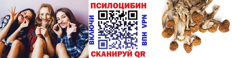 купить  цена  Высоковск  Псилоцибиновые грибы Psilocybine cubensis 
